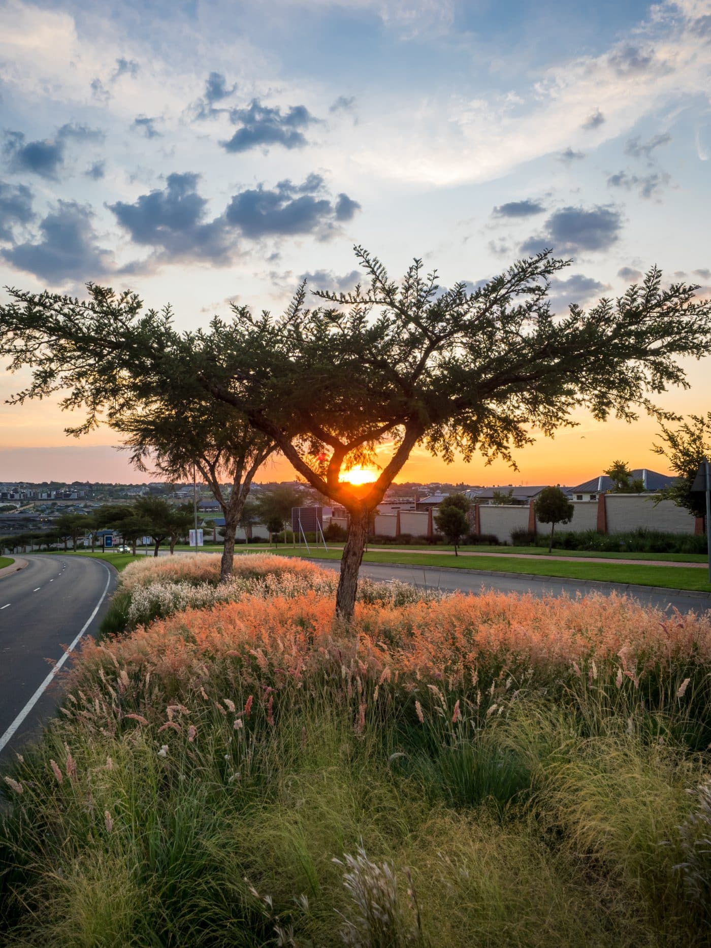 Acacia trees along Waterfall Drive at sunset